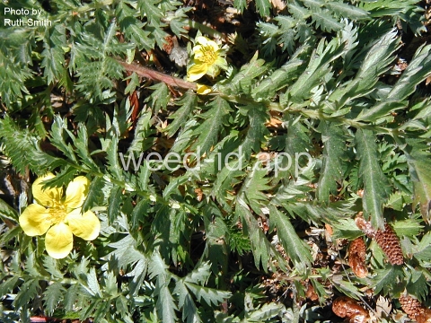 cinquefoil, silverweed